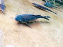 -大理老字号·舟渔的鱼野生菌海景餐厅(双廊店)