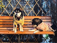 -柴犬高等学院·狗咖·柴犬售卖·宠物训练