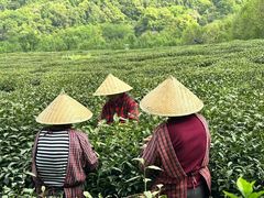 -中国茶叶博物馆(双峰馆区)
