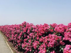 -上海滨江森林公园