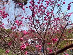 -无锡梅园公园