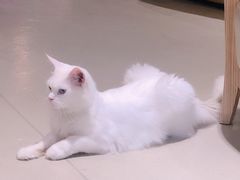 -藏猫猫咖啡主题馆(中央大道店)