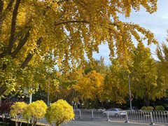 -三里屯东五街银杏大道