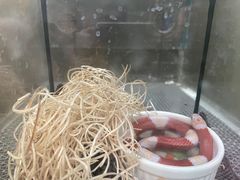 -上海大自然野生昆虫馆(东方明珠·爬宠昆虫探索中心)