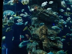 -芜湖新华联大白鲸海洋公园