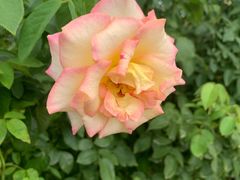 -亚龙湾国际玫瑰谷