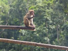 -西双版纳原始森林公园