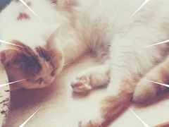 -Cappucimeow猫咪咖啡馆(韦伯时代店)