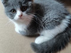 -lincat·猫舍(广州店)