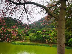 -风云岭森林公园