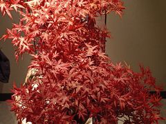 -顺峰(农展馆店)