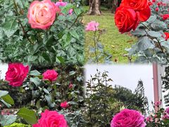 -人民公园(罗湖区)