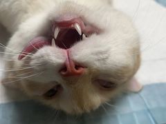 -乐琪宠物医院·犬猫专科·骨外科·急重症