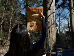 -天目山大树王景区