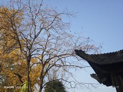 -千年银杏谷文化旅游区