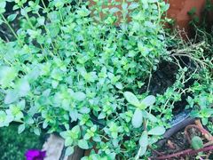 -艾加柒克蛋糕茶歇甜品台(春熙路店)