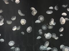 -大阪海游馆