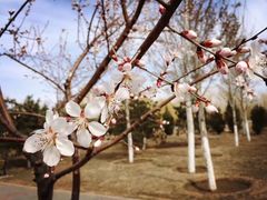 -永定河休闲森林公园