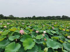 -梁鸿国家湿地公园