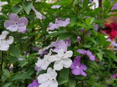 -金科花卉市场