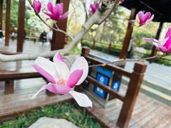 -静安公园(静安寺街道)