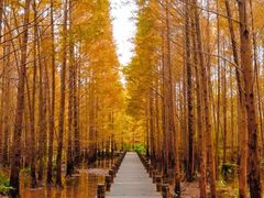 -桤木河湿地公园