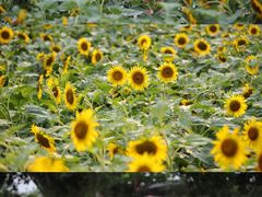 -廊坊文化艺术中心