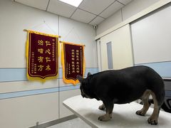 -中农国际动物医院24小时·猫科·骨科·急重症中心