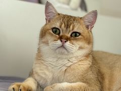 -瑞派福兴宠物医院犬猫全科·骨科·中西医结合(河东店)