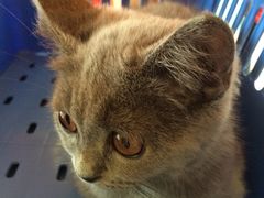 -创凡宠物医院·骨专科  猫科中心(西乡分院)