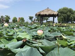 -焦岗湖旅游度假区
