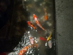 -四季民福烤鸭店(望京旺角店)
