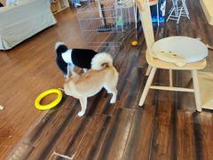 -豆柴町-柴犬主题狗咖(红鼎国际C座店)