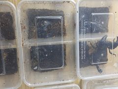 -华声天桥民俗文化园