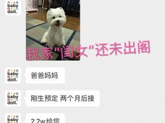 -momokira米努特·德文卷毛猫·棉花面纱犬