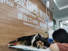-爱侣宠医·鹦鹉专科·小型哺乳类·异宠专科(灵石路店)