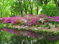 -上海共青森林公园