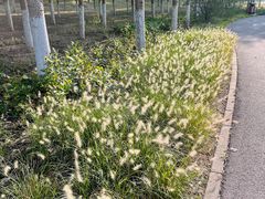 -永定河休闲森林公园