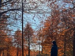 -上海海湾国家森林公园