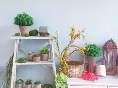 -一笼小幸运