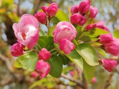 -海棠花溪(元大都城垣遗址公园)