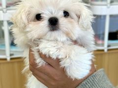 -翊宠yipet猫狗购宠庄园犬舍•猫舍