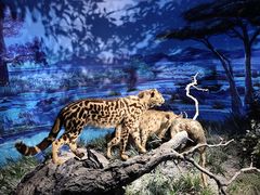 -国家自然博物馆