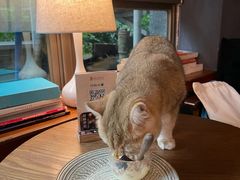 -咖法森林·咖啡  酒吧(天河店)