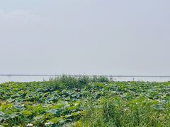 -七的湖·晚芳亭·阳澄湖农家菜·大闸蟹(莲花岛店)