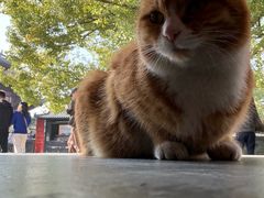 -龙华素斋(龙华路店)