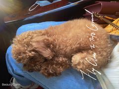 -伟伟宠物医院·CT影像中心·瑞派犬猫综合性门诊(汉口总院)