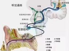 -自然之声助听器·呼吸机(和平店)