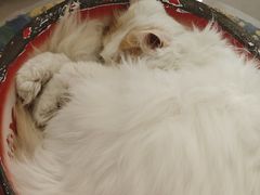 -平行世界·猫咖(首经贸店)