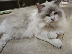 -藏猫猫咖啡主题馆(中央大道店)